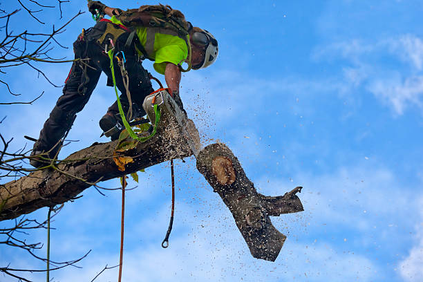 Mulching Services in Oberlin, LA