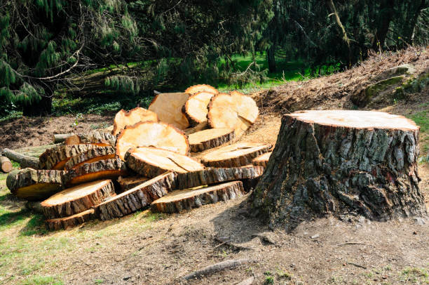 How Our Tree Care Process Works  in  Oberlin, LA